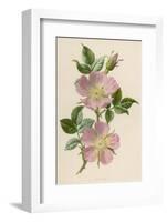 Pink Dog-Rose-F. Edward Hulme-Framed Photographic Print