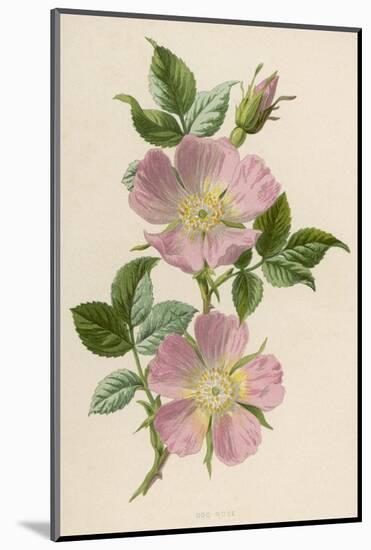 Pink Dog-Rose-F. Edward Hulme-Mounted Photographic Print