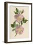 Pink Dog-Rose-F. Edward Hulme-Framed Photographic Print