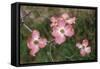 Pink Dogwood Blooms-Anna Miller-Framed Stretched Canvas