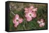 Pink Dogwood Blooms-Anna Miller-Framed Stretched Canvas