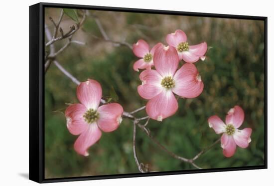 Pink Dogwood Blooms-Anna Miller-Framed Stretched Canvas