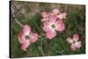 Pink Dogwood Blooms-Anna Miller-Stretched Canvas