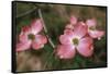 Pink Dogwood Blooms-Anna Miller-Framed Stretched Canvas