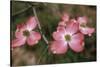 Pink Dogwood Blooms-Anna Miller-Stretched Canvas