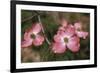 Pink Dogwood Blooms-Anna Miller-Framed Photographic Print