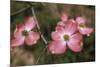 Pink Dogwood Blooms-Anna Miller-Mounted Photographic Print