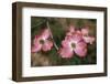 Pink Dogwood Blooms-Anna Miller-Framed Photographic Print