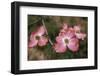 Pink Dogwood Blooms-Anna Miller-Framed Photographic Print