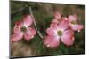 Pink Dogwood Blooms-Anna Miller-Mounted Photographic Print