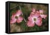 Pink Dogwood Blooms-Anna Miller-Framed Stretched Canvas