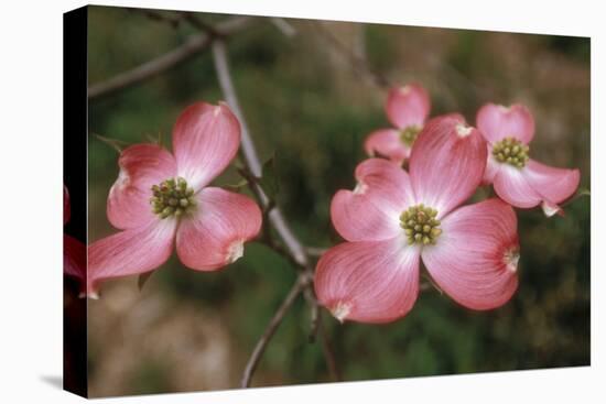 Pink Dogwood Blooms-Anna Miller-Stretched Canvas