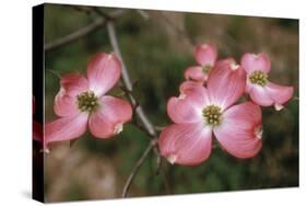Pink Dogwood Blooms-Anna Miller-Stretched Canvas