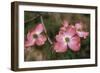 Pink Dogwood Blooms-Anna Miller-Framed Photographic Print