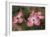 Pink Dogwood Blooms-Anna Miller-Framed Photographic Print