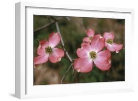 Pink Dogwood Blooms-Anna Miller-Framed Photographic Print