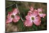Pink Dogwood Blooms-Anna Miller-Mounted Photographic Print
