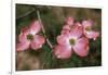 Pink Dogwood Blooms-Anna Miller-Framed Photographic Print