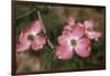 Pink Dogwood Blooms-Anna Miller-Framed Photographic Print