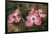 Pink Dogwood Blooms-Anna Miller-Framed Photographic Print