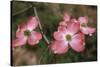 Pink Dogwood Blooms-Anna Miller-Stretched Canvas