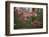 Pink Dogwood Blooms-Anna Miller-Framed Photographic Print