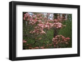 Pink Dogwood Blooms-Anna Miller-Framed Photographic Print