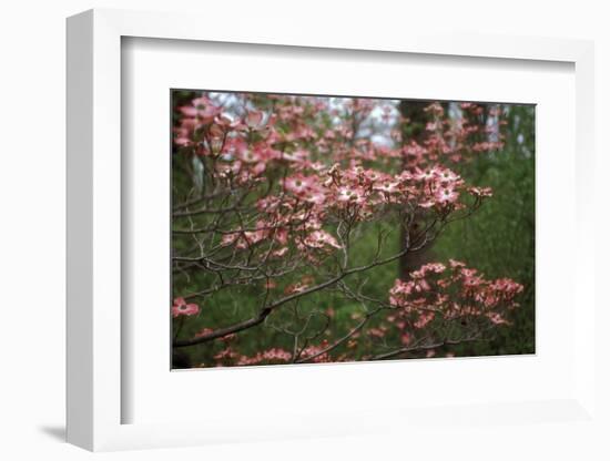 Pink Dogwood Blooms-Anna Miller-Framed Photographic Print