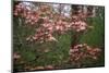 Pink Dogwood Blooms-Anna Miller-Mounted Photographic Print