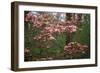 Pink Dogwood Blooms-Anna Miller-Framed Photographic Print