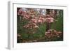 Pink Dogwood Blooms-Anna Miller-Framed Photographic Print