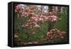 Pink Dogwood Blooms-Anna Miller-Framed Stretched Canvas