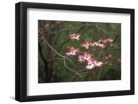 Pink Dogwood Blooms-Anna Miller-Framed Photographic Print