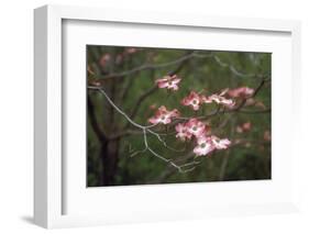 Pink Dogwood Blooms-Anna Miller-Framed Photographic Print