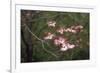 Pink Dogwood Blooms-Anna Miller-Framed Photographic Print
