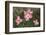 Pink Dogwood Blooms-Anna Miller-Framed Photographic Print