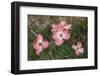 Pink Dogwood Blooms-Anna Miller-Framed Photographic Print