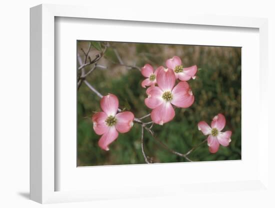 Pink Dogwood Blooms-Anna Miller-Framed Photographic Print