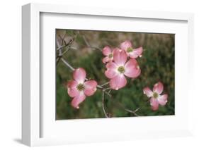 Pink Dogwood Blooms-Anna Miller-Framed Photographic Print