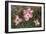 Pink Dogwood Blooms-Anna Miller-Framed Photographic Print