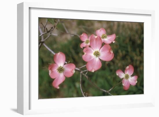 Pink Dogwood Blooms-Anna Miller-Framed Photographic Print