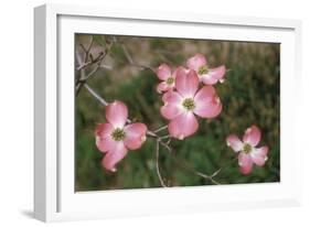 Pink Dogwood Blooms-Anna Miller-Framed Photographic Print