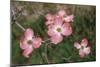 Pink Dogwood Blooms-Anna Miller-Mounted Photographic Print