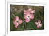 Pink Dogwood Blooms-Anna Miller-Framed Photographic Print