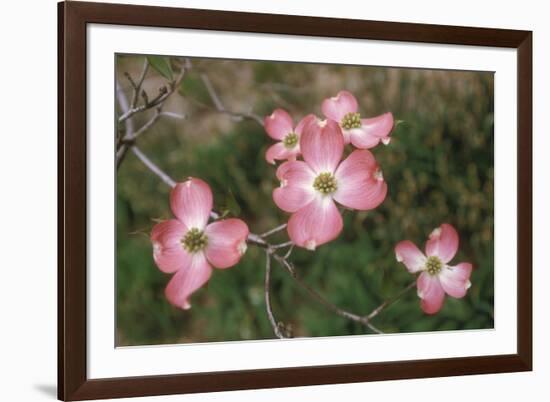 Pink Dogwood Blooms-Anna Miller-Framed Photographic Print