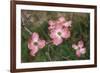 Pink Dogwood Blooms-Anna Miller-Framed Photographic Print