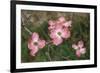 Pink Dogwood Blooms-Anna Miller-Framed Photographic Print