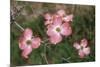 Pink Dogwood Blooms-Anna Miller-Mounted Photographic Print