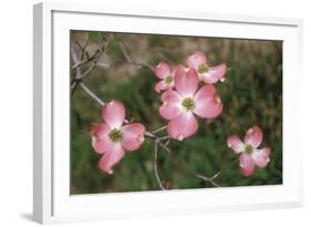 Pink Dogwood Blooms-Anna Miller-Framed Photographic Print