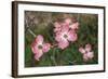 Pink Dogwood Blooms-Anna Miller-Framed Photographic Print